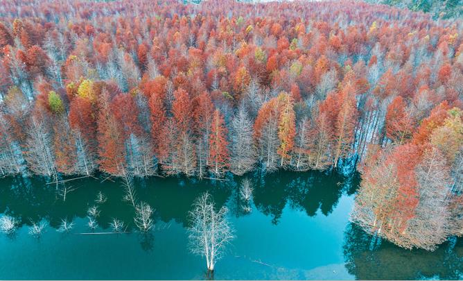 落羽杉濕地公園水上浮橋現場照-星沙浮筒15